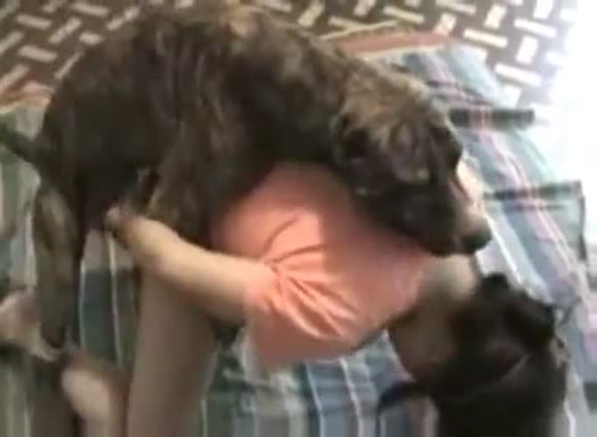Video :Sexy babe got banged in dog porno by pet